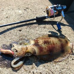 少し難しくなってきた越前デイエギング